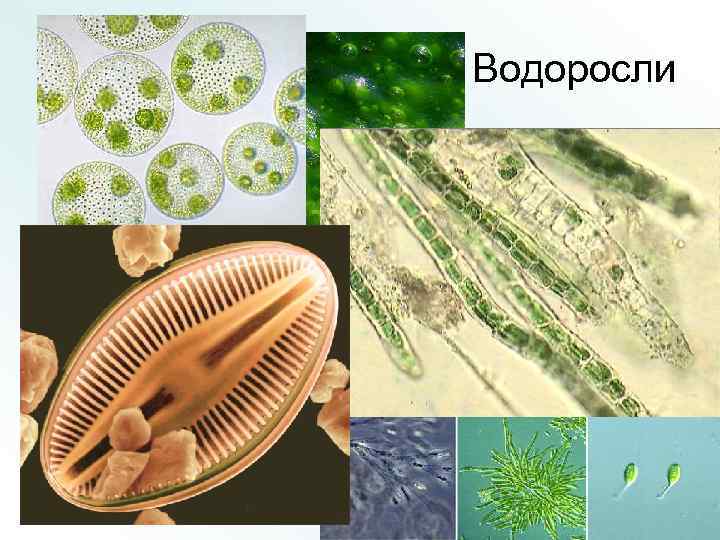 Водоросли 