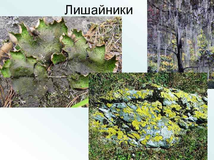 Лишайники 