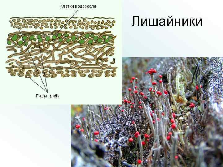 Лишайники 