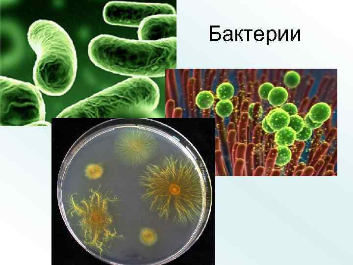 Бактерии 