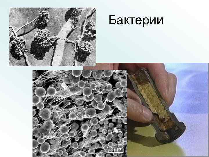 Бактерии 