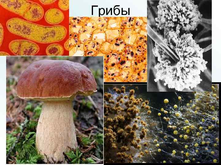 Грибы 