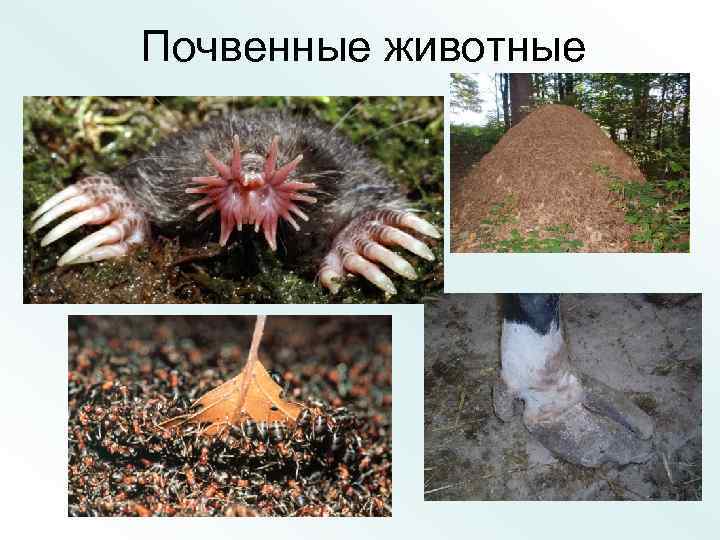 Почвенные животные 