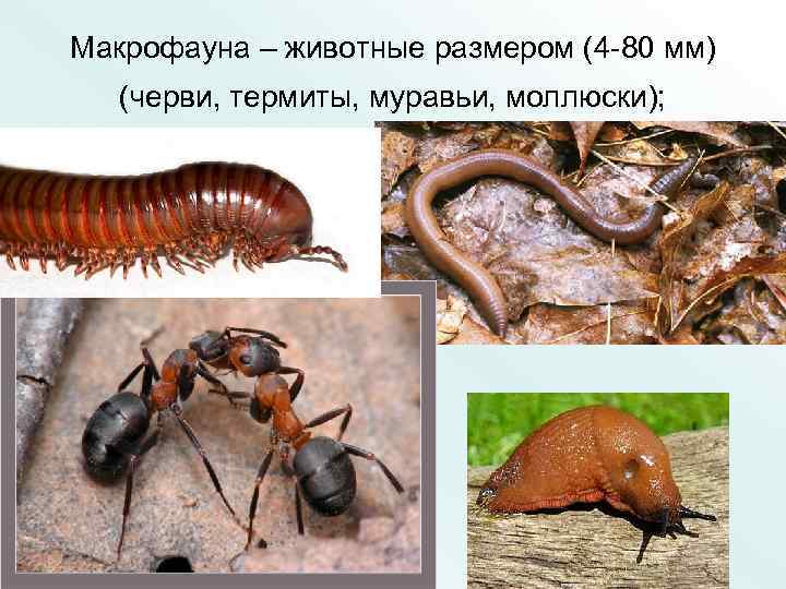 Макрофауна – животные размером (4 -80 мм) (черви, термиты, муравьи, моллюски); 