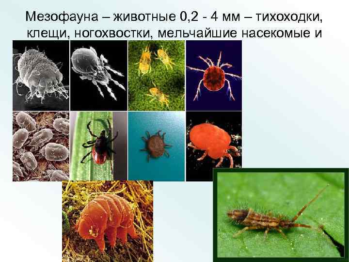 Мезофауна – животные 0, 2 - 4 мм – тихоходки, клещи, ногохвостки, мельчайшие насекомые