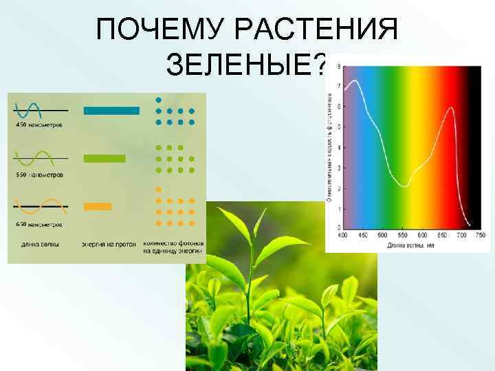 ПОЧЕМУ РАСТЕНИЯ ЗЕЛЕНЫЕ? 