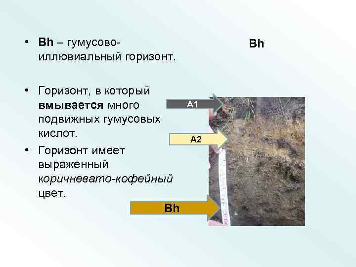  • Bh – гумусовоиллювиальный горизонт. • Горизонт, в который вмывается много подвижных гумусовых