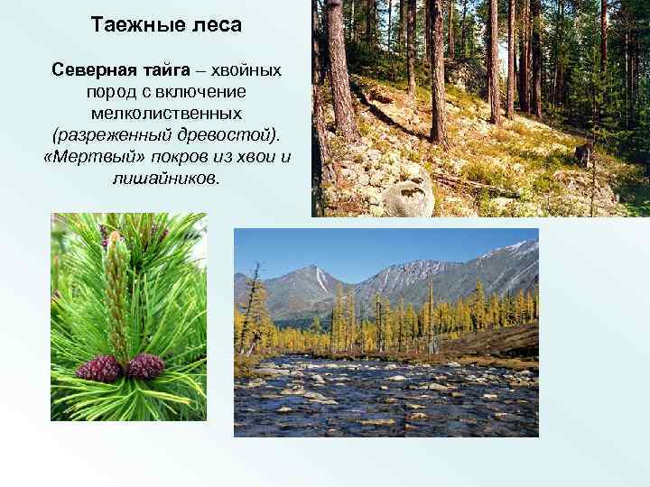 Таежные леса Северная тайга – хвойных пород с включение мелколиственных (разреженный древостой). «Мертвый» покров