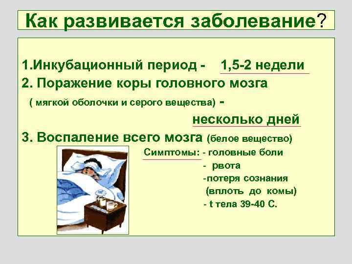 Как развивается заболевание? 1. Инкубационный период - 1, 5 -2 недели 2. Поражение коры