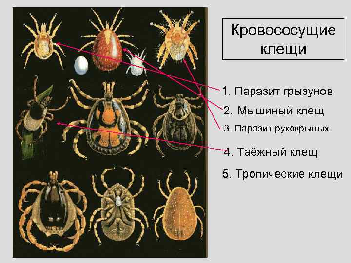 Кровососущие клещи 1. Паразит грызунов 2. Мышиный клещ 3. Паразит рукокрылых 4. Таёжный клещ