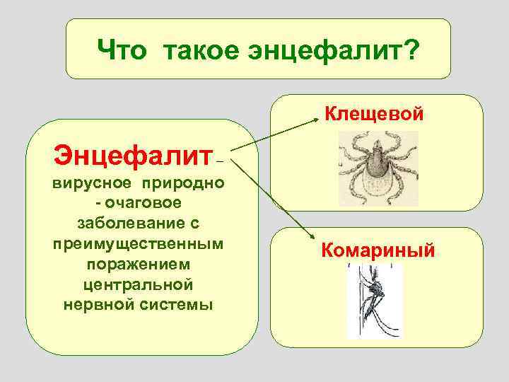 Что такое энцефалит? Клещевой Энцефалит – вирусное природно - очаговое заболевание с преимущественным поражением