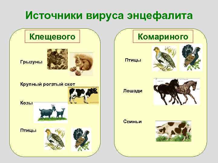 Источники вируса энцефалита Клещевого Грызуны Комариного Птицы Крупный рогатый скот Лошади Козы Свиньи Птицы