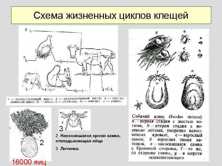 Схема жизненных циклов клещей 3 2 16000 яиц 2. Насосавшаяся крови самка, откладывающая яйца