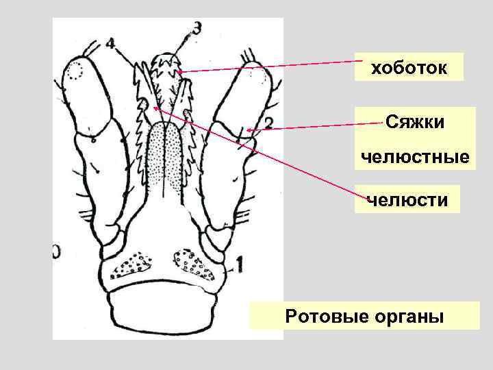 хоботок Сяжки челюстные челюсти Ротовые органы 