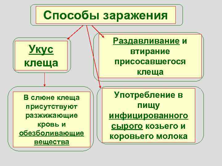 Способы заражения Укус клеща В слюне клеща присутствуют разжижающие кровь и обезболивающие вещества Раздавливание