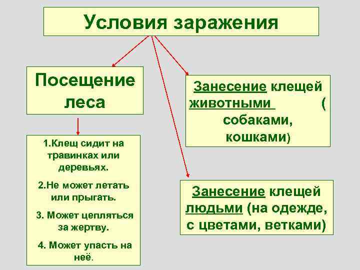 Условия заражения Посещение леса 1. Клещ сидит на травинках или деревьях. 2. Не может