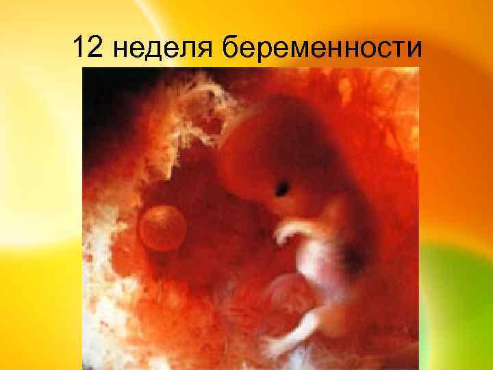 12 неделя беременности 