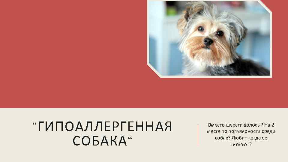 “ГИПОАЛЛЕРГЕННАЯ СОБАКА“ Вместо шерсти волосы? На 2 месте по популярности среди собак? Любит когда