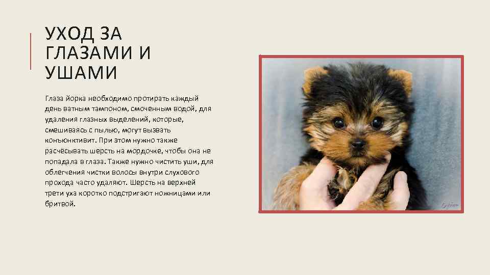 УХОД ЗА ГЛАЗАМИ И УШАМИ Глаза йорка необходимо протирать каждый день ватным тампоном, смоченным