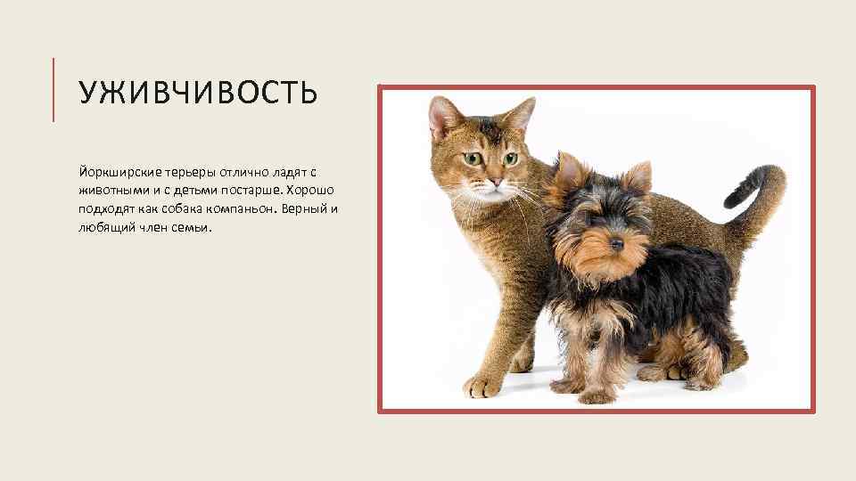 УЖИВЧИВОСТЬ Йоркширские терьеры отлично ладят с животными и с детьми постарше. Хорошо подходят как