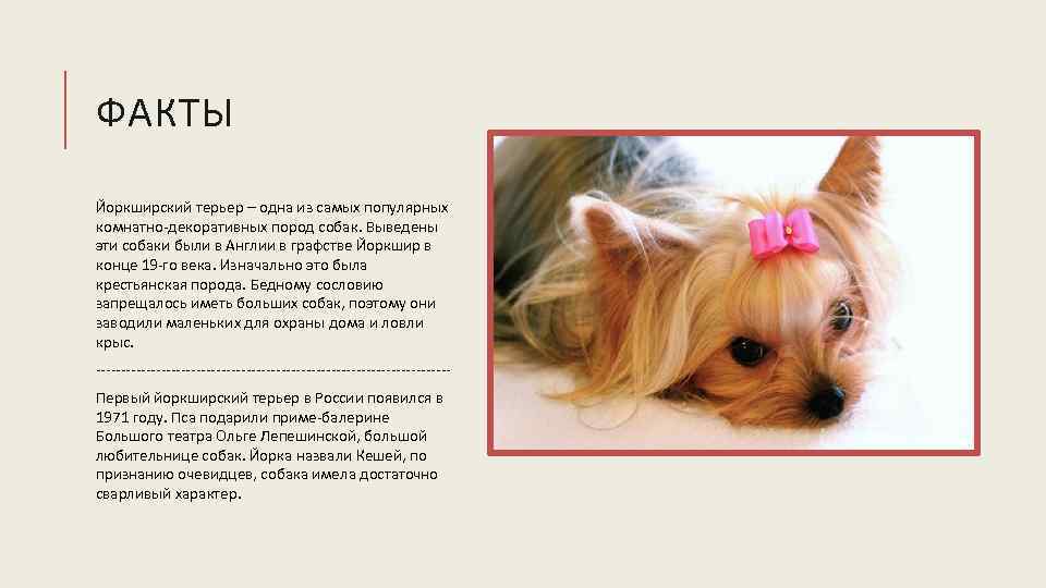 ФАКТЫ Йоркширский терьер – одна из самых популярных комнатно-декоративных пород собак. Выведены эти собаки