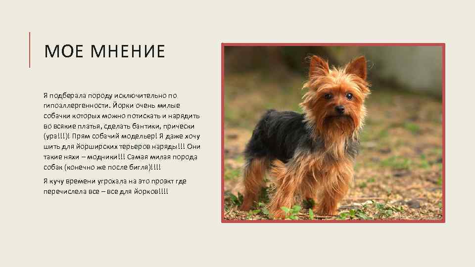 МОЕ МНЕНИЕ Я подберала породу исключительно по гипоаллергенности. Йорки очень милые собачки которых можно