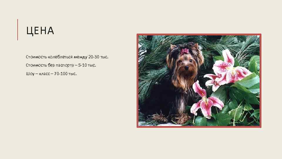 ЦЕНА Стоимость колеблеться между 20 -30 тыс. Стоимость без паспорта – 5 -10 тыс.