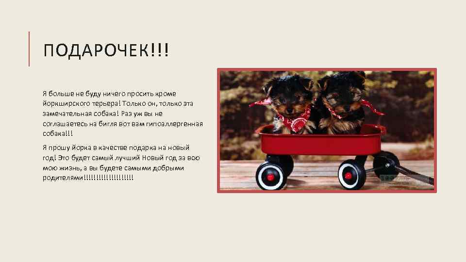 ПОДАРОЧЕК!!! Я больше не буду ничего просить кроме йоркширского терьера! Только он, только эта
