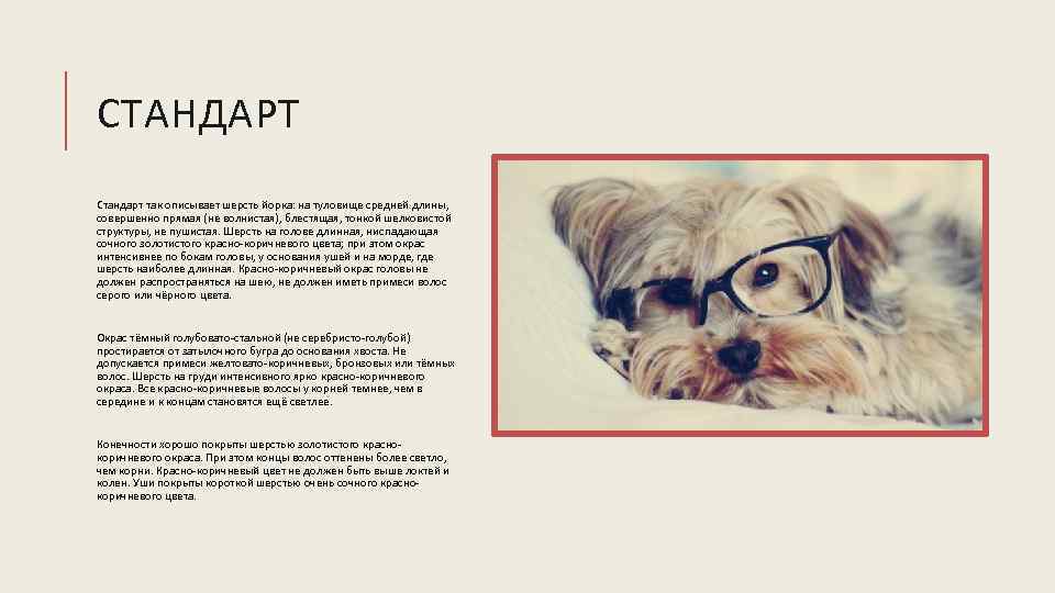 СТАНДАРТ Стандарт так описывает шерсть йорка: на туловище средней длины, совершенно прямая (не волнистая),