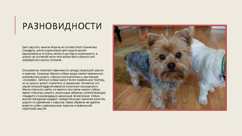 РАЗНОВИДНОСТИ Цвет шерсти у многих йорков не соответствует принятому стандарту; жёлто-коричневый цвет шерсти может