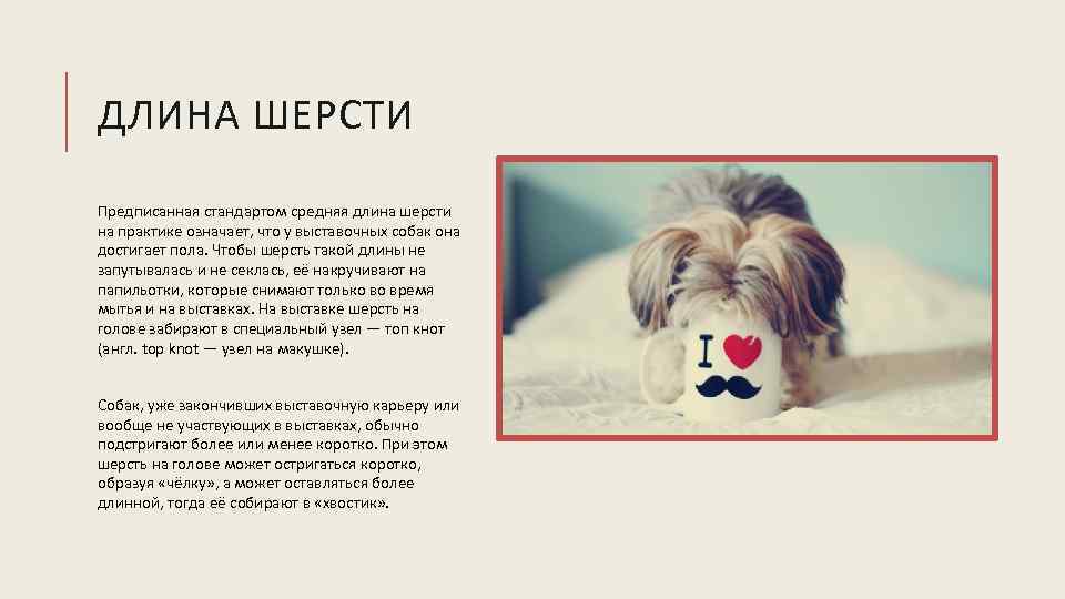 ДЛИНА ШЕРСТИ Предписанная стандартом средняя длина шерсти на практике означает, что у выставочных собак