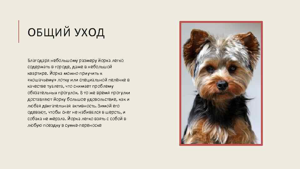 ОБЩИЙ УХОД Благодаря небольшому размеру йорка легко содержать в городе, даже в небольшой квартире.