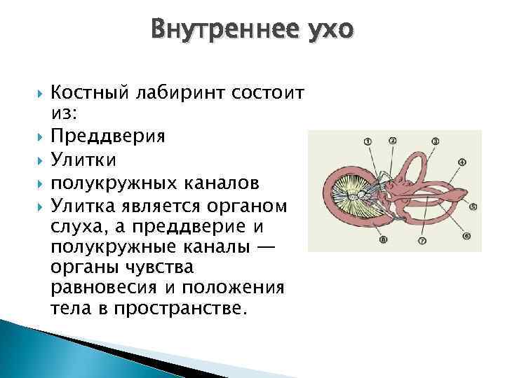 Внутреннее ухо Костный лабиринт состоит из: Преддверия Улитки полукружных каналов Улитка является органом слуха,