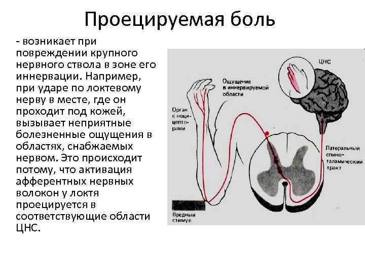 Болевой анализатор физиология презентация