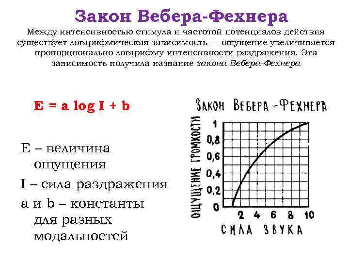 Закон Вебера-Фехнера Между интенсивностью стимула и частотой потенциалов действия существует логарифмическая зависимость — ощущение