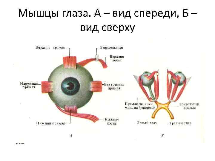 Мышцы глаза. А – вид спереди, Б – вид сверху 