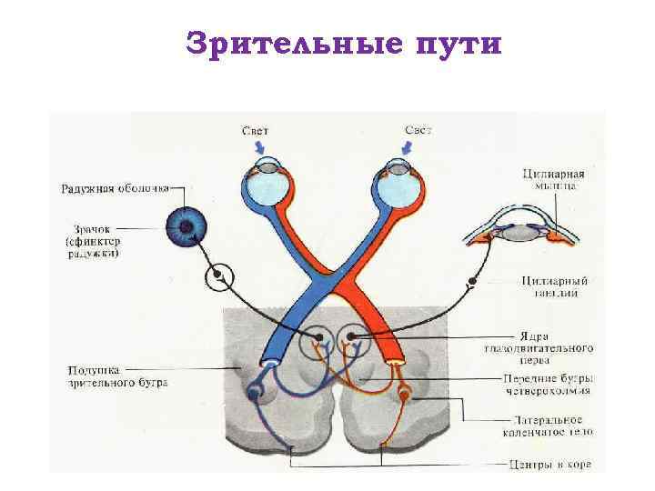 Зрительные пути 