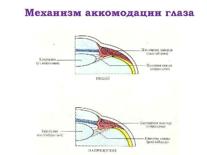 Механизм аккомодации глаза 