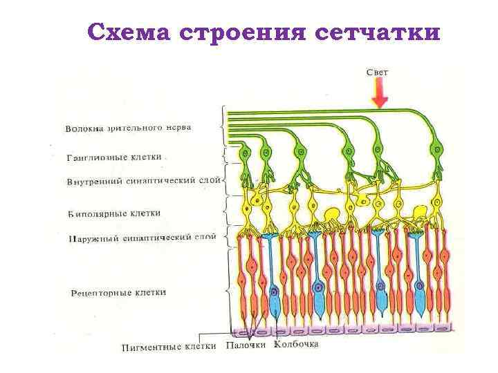 Схема строения сетчатки 