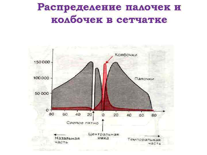 Распределение палочек и колбочек в сетчатке 