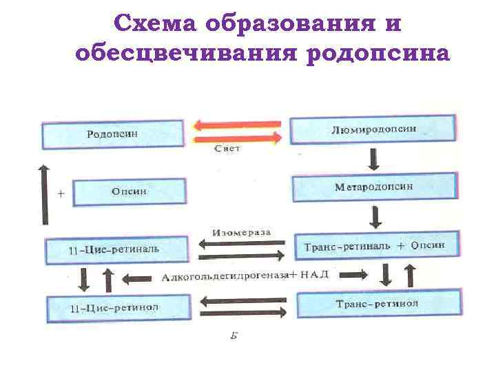 Структурно функциональная схема анализатора