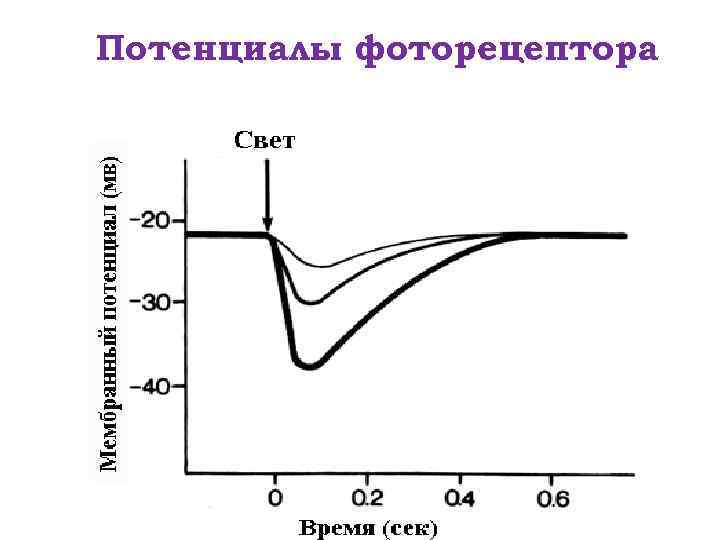 Потенциалы фоторецептора 