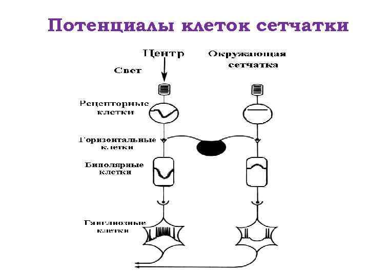 Блок схема зрительного анализатора