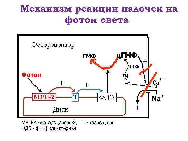 Механизм реакции палочек на фотон света МРН-2 - метародопсин-2; Т - трансдуцин ФДЭ -