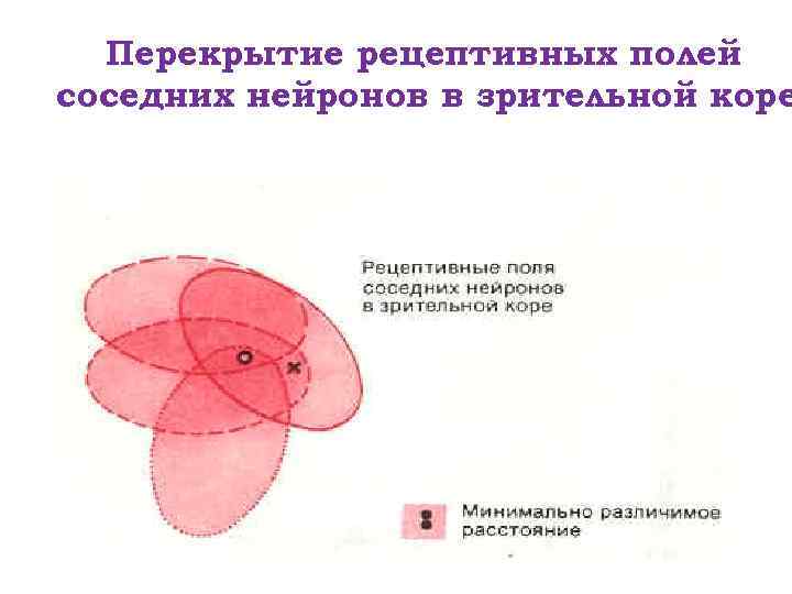 Перекрытие рецептивных полей соседних нейронов в зрительной коре 