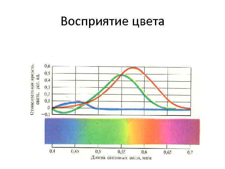 Восприятие цвета 