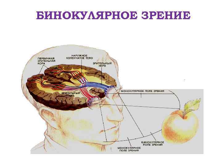 БИНОКУЛЯРНОЕ ЗРЕНИЕ 