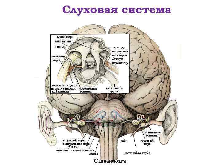 Слуховая система 