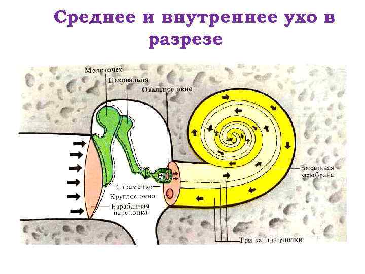 Среднее и внутреннее ухо в разрезе 