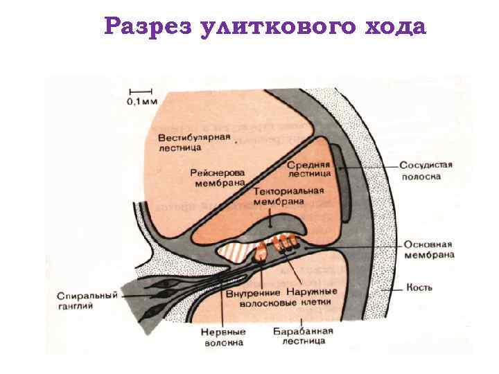 Разрез улиткового хода 